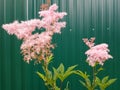 FilipendulaÃÂ is a genus of 12 species ofÃÂ perennialÃÂ herbaceousÃÂ flowering plantsÃÂ in the familyÃÂ RosÃÂ¡ceae.